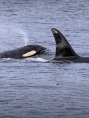 Salish 33
